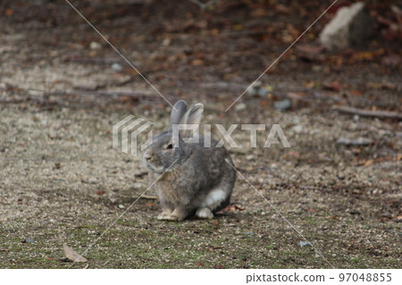 Rabbit Rabbit 97048855