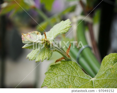 Flower spike of Kyoho 97049152