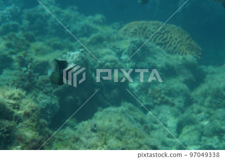 The sea of Okinawa The sea of Okinawa 97049338