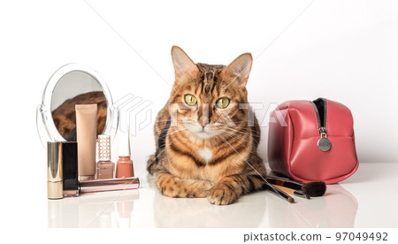 Adorable bengal cat with make-up cosmetics and a mirror 97049492