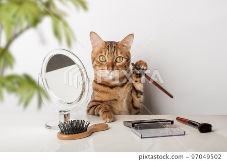 Funny domestic cat makes makeup near the mirror 97049502