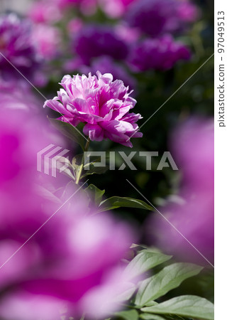 Pink peonies are in bloom in the peony garden. The name of this peony is Sarah Bernhardt. Pink peonies are in bloom in the peony garden. The name of this peony is Sarah Bernhardt. 97049513