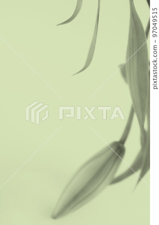 plant shadow rendering 97049515