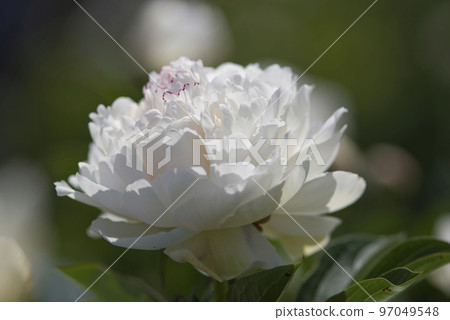 White peony flowers are in bloom in the peony garden. The name of this peony is Takinoyosoi. 97049548
