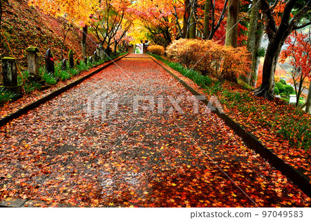 Autumn leaves on a rainy day (Tochigi Prefecture) Autumn leaves on a rainy day (Tochigi Prefecture) 97049583