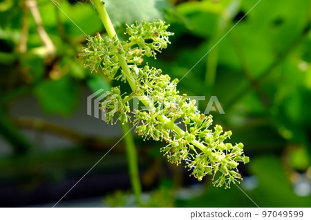 Kyoho flowers Kyoho flowers 97049599