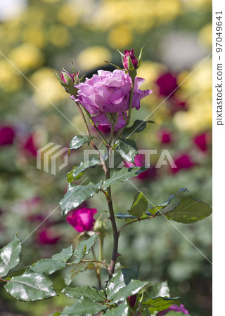 Red-purple-pink rose flowers are in bloom in the rose garden. The name of this rose is Shocking Blue. 97049641