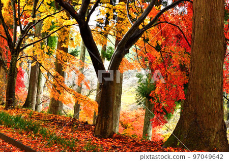 Autumn leaves 97049642