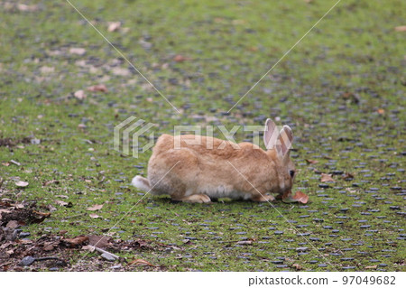 Rabbit Rabbit 97049682