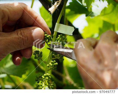 Kyoho grape bunch making 97049777