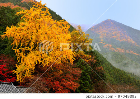 山村秋葉銀杏(栃木縣) 山村秋葉銀杏(栃木縣) 97049892