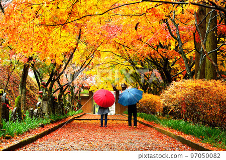 Autumn leaves on a rainy day (Tochigi Prefecture) 97050082