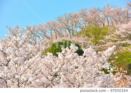 日本的春天櫻花盛開 97050164