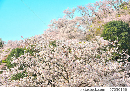 Spring cherry blossoms in Japan are in full bloom 97050166