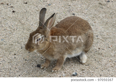 Rabbit Rabbit 97050167