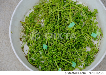 巨峰葡萄簇絨，收穫的簇絨 97050238