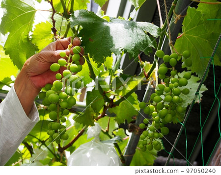 巨峰葡萄的栽培和集束 97050240