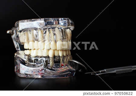 Dentist dental prosthetic teeth, gums, roots close-up. Studying dental diseases concept Dentist dental prosthetic teeth, gums, roots close-up. Studying dental diseases concept 97050622