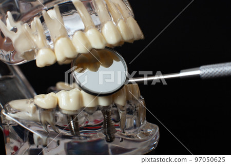 Dentist dental prosthetic teeth, gums, roots close-up. Studying dental diseases concept Dentist dental prosthetic teeth, gums, roots close-up. Studying dental diseases concept 97050625