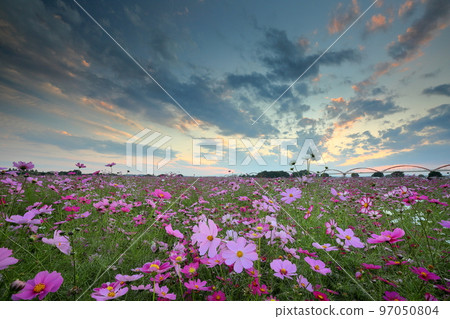 Konosu City, Saitama Prefecture Akeyo Konosu Cosmos Arena Fukiage A cosmos field blooming on the banks of the Arakawa River and the sunset sky 97050804
