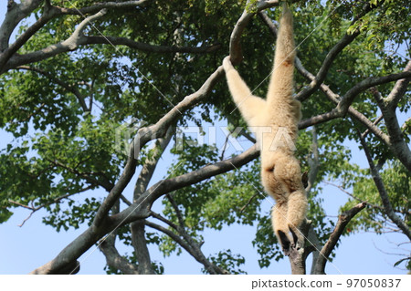 常磐動物園,白長臂猿,山口縣宇部市 常磐動物園,白長臂猿,山口縣宇部市 97050837