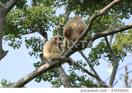 Tokiwa Zoo, white gibbon, Ube, Yamaguchi Prefecture Tokiwa Zoo, white gibbon, Ube, Yamaguchi Prefecture 97050841