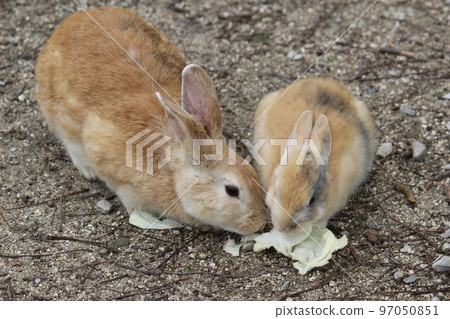 Rabbit Rabbit 97050851