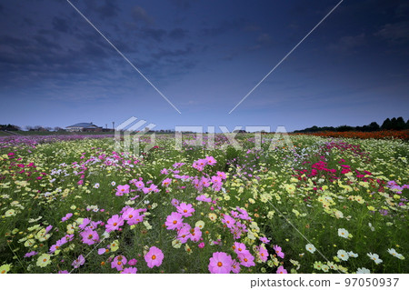 埼玉縣 Konosu 市 Akeyo Konosu Cosmos Arena Fukiage 荒川河岸和傍晚的天空中盛開的大波斯菊 97050937
