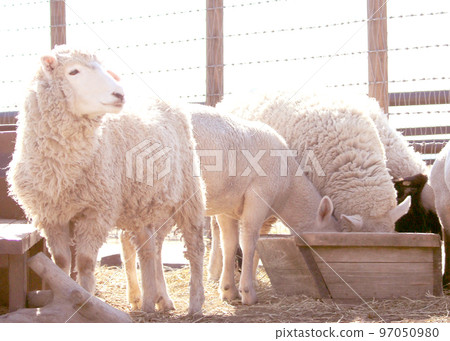 Drinking fountain for sheep 97050980