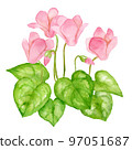 watercolor painting of pink cyclamen flowers 97051687