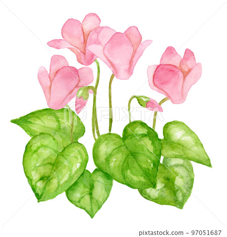 watercolor painting of pink cyclamen flowers 97051687