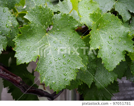Kyoho leaves getting wet in the rain 97051781