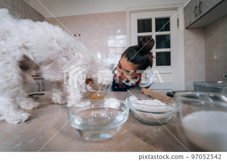 Cute white Maltese dog sniffing meal on the table Cute white Maltese dog sniffing meal on the table 97052542