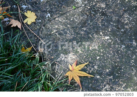 Ohmeian in late autumn Ohmeian in late autumn 97052803