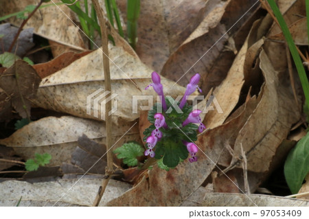Hotokenoza with small cute flowers in early spring Hotokenoza with small cute flowers in early spring 97053409