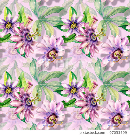Passion flower plant watercolor seamless pattern isolated on pink. Passion flower plant watercolor seamless pattern isolated on pink. 97053599