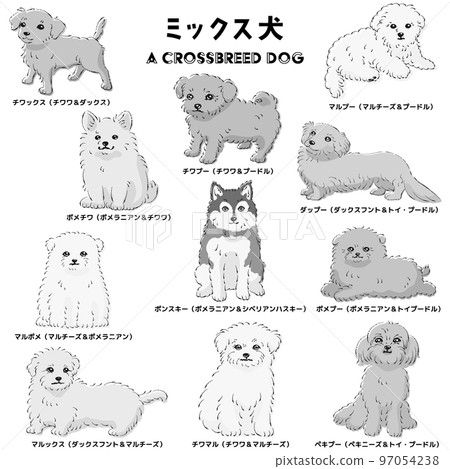 Cute popular mixed dog hand-drawn line drawing vector illustration set (black and white) Cute popular mixed dog hand-drawn line drawing vector illustration set (black and white) 97054238