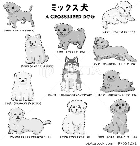 Cute popular mixed dog hand-drawn line drawing vector illustration set (black and white) Cute popular mixed dog hand-drawn line drawing vector illustration set (black and white) 97054251
