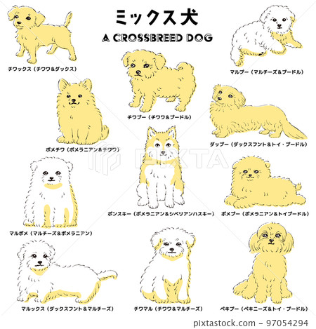 Cute popular mixed dog hand-drawn line drawing vector illustration set Cute popular mixed dog hand-drawn line drawing vector illustration set 97054294