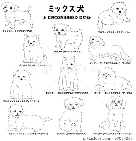 Cute popular mixed dog hand-drawn line drawing vector illustration set (black and white) Cute popular mixed dog hand-drawn line drawing vector illustration set (black and white) 97054295