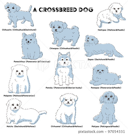 Cute popular mixed dog hand-drawn line drawing vector illustration set 97054331