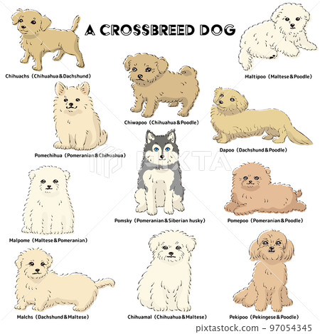 Cute popular mixed dog hand-drawn line drawing vector illustration set Cute popular mixed dog hand-drawn line drawing vector illustration set 97054345