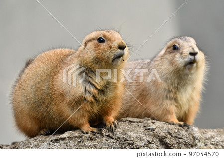 two prairie dogs side by side 97054570