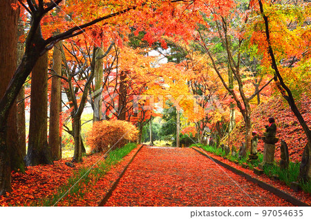 Autumn Leaves Approach (Tochigi Prefecture) Autumn Leaves Approach (Tochigi Prefecture) 97054635