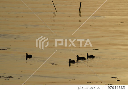 sea birds at sunset 97054885