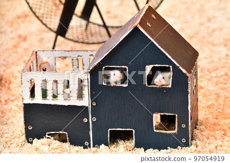 A house mouse sticking its head out of the window of a small house 97054919