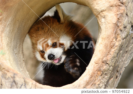 小熊貓把臉從洞裡伸出來 97054922