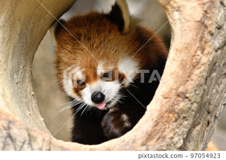 小熊貓把臉從洞裡伸出來 97054923