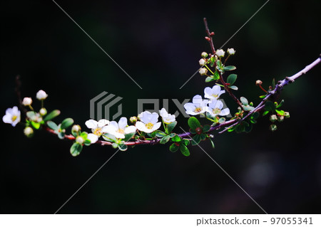 The arrival of spring and the white flowers of the willow tree 97055341