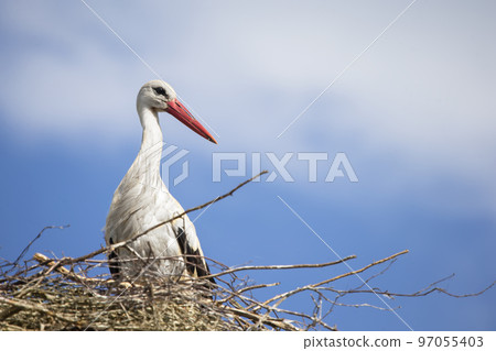 Stork in the nest against the blue sky. 97055403